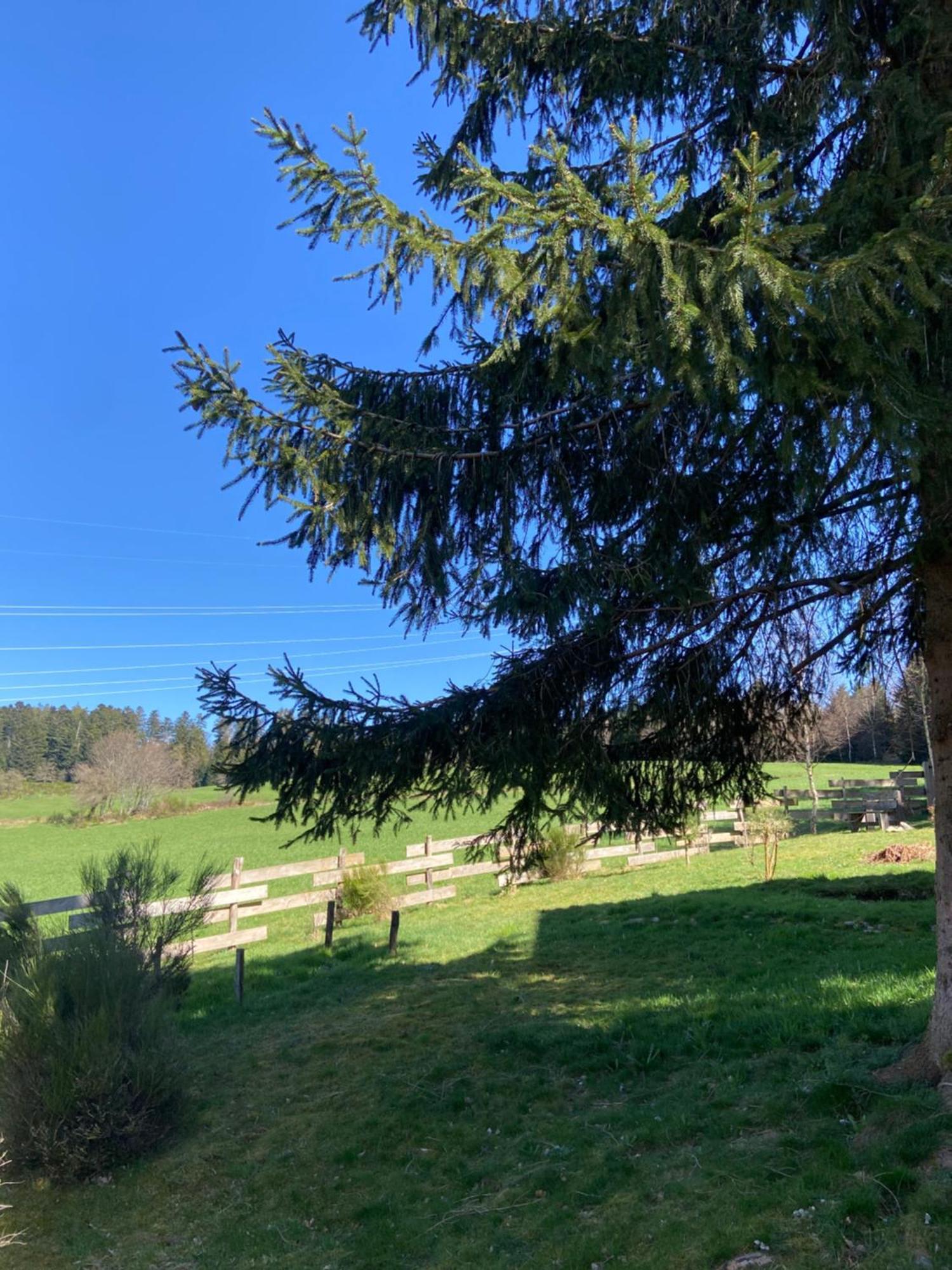 Chalet Authentique Au Calme, En Lisiere De Foret, Montagne, Sentiers 15Mn Gerardmer & Alsace "Chalet Mon Beau Sapin" Anould ภายนอก รูปภาพ